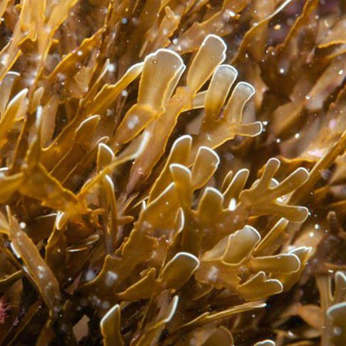 Sodium Alginate 2 Sodium Alginate - Image 2