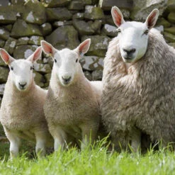 Cheviot Top Bump -Alexandra Sales Store FA 610b 13022.1696518022