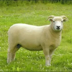 2022 Conservation Breed Fiber Bundle -Alexandra Sales Store FA 738 30681.1689953859