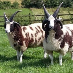 2023 Conservation Breed Fiber Bundle -Alexandra Sales Store Jacob Sheep 68969.1696868494