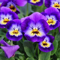 NORO Viola Yarn -Alexandra Sales Store Viola Flower 22124.1692804241