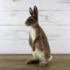 World Of Wool Felting Kit - Romeo The Rabbit