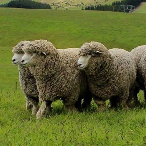 Corriedale Top - Grey 2 Corriedale Top - Grey - Image 2