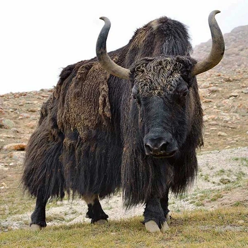 De-Haired Yak Top 2 De-Haired Yak Top - Image 2