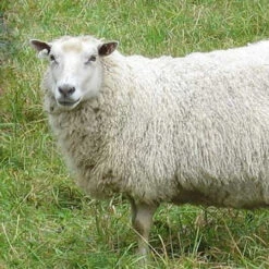 Finnish Top - Brown -Alexandra Sales Store fa 354b 29125.1691602840