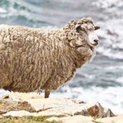 Falkland Top Bump -Alexandra Sales Store falklands sheep 80516.1696519400