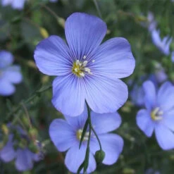 Flax Top -Alexandra Sales Store flax plant 1 1 89989.1543861279