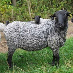 Gotland Top - Grey -Alexandra Sales Store grey gotland 30196.1557243338