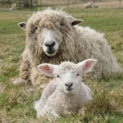 Lincoln Top -Alexandra Sales Store lincoln 63986.1543861113