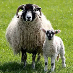 Swaledale Top -Alexandra Sales Store swaledale mother and lamb 1 99181.1567278057