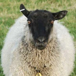 Gotland Top - White -Alexandra Sales Store white gotland b 97440.1543861127